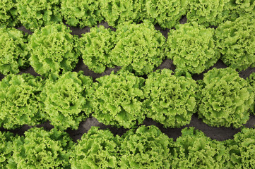 background of lush green of lettuce