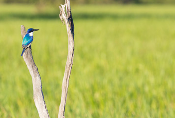 Blue Forest Kingfisher sitting on dead tree in wetlands, Kakadu, Australia