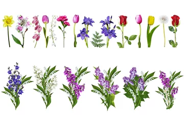 Photo sur Plexiglas Muguet fleurs lumineuses colorées isolés sur fond blanc
