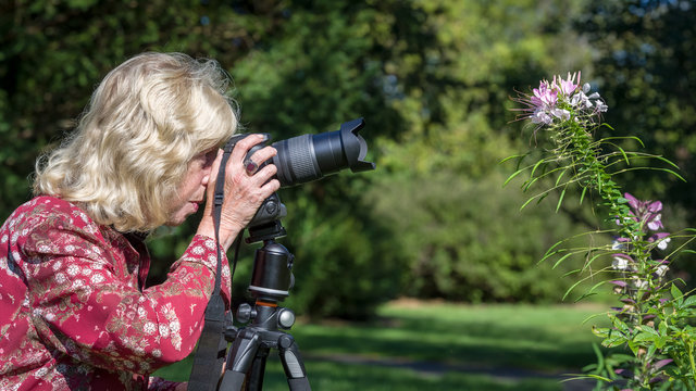Senior woman taking pictures of a spider flower in a garden on a sunny summer day