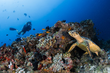 Diver Searching Turtles