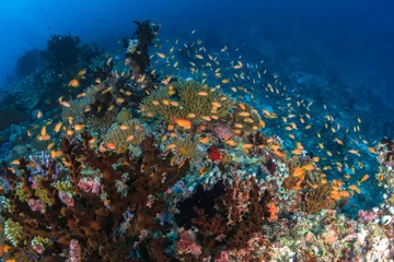 Deurstickers Duiken Maldivian Reef