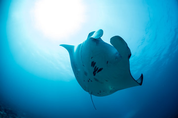 I'm a Manta