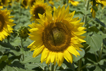 明野ひまわり畑のひまわり (Sunflowers in Akeno Sunflower Farm)