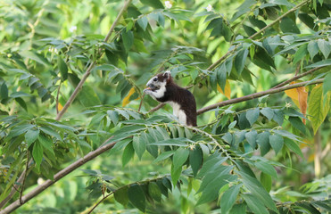 Animals in wildlife, squirrel eating fruit on the tree