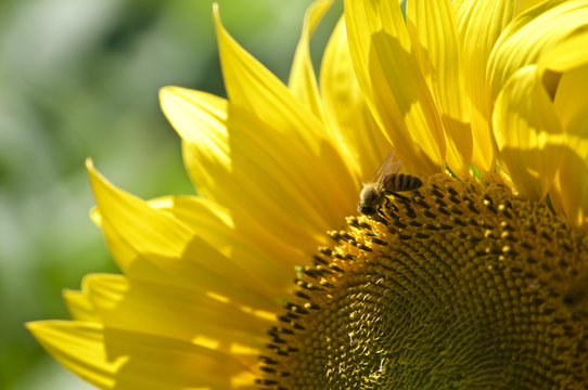 明野ひまわり畑のひまわりとミツバチ (a Sunflower and a bee in Akeno Sunflower Farm)