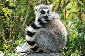 Ring Tailed Lemur