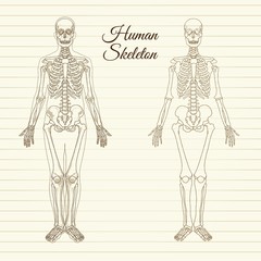 Sketchy human skeleton 