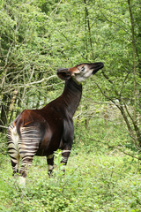Obraz premium Okapi feeding