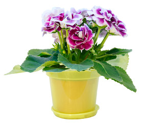 Gloxinia plant with violet-white flowers  isolated on white