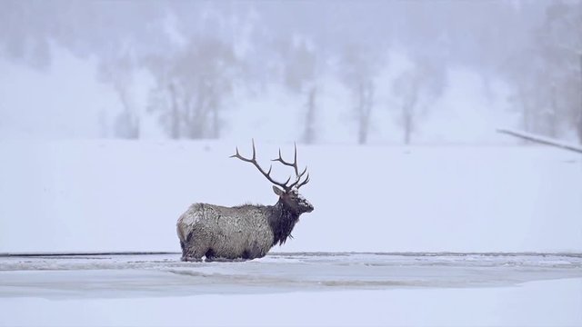 Elk in winter river. Yellowstone National Park.