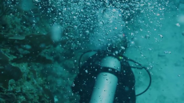 scuba diving a world's favourite dive destinations