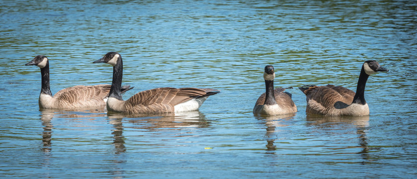 Four Canada Geese swim like a gang in the Ottawa River.   Springtime waterfowl near Billings Bridge.