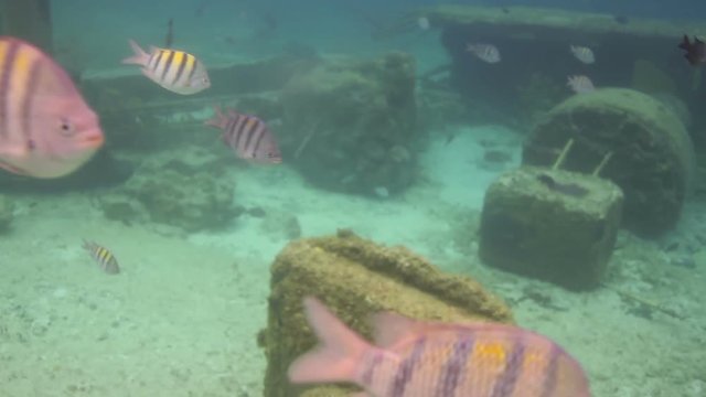 snorkeling in caribbean coast uderwater