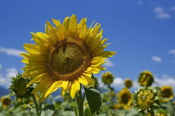 明野ひまわり畑のひまわり (The Sunflowers in Akeno Sunflower Farm)