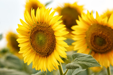 Obraz premium Bright yellow sunflowers