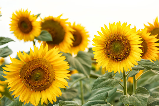 Bright yellow sunflowers © producer