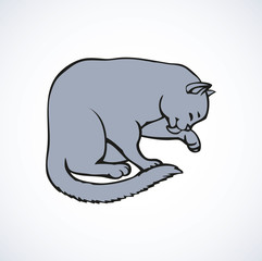Vector linear drawing. Cute kitten carefully washes