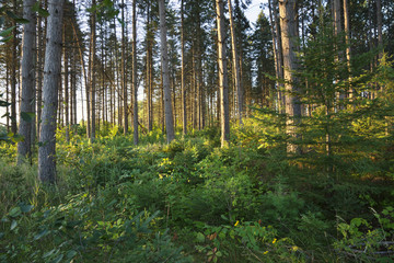 Naklejka premium Morning light among pine trees in northern Minnesota forest