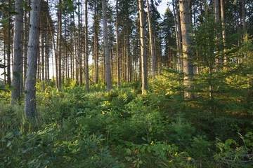 Gordijnen Morning light among pine trees in northern Minnesota forest © Daniel Thornberg