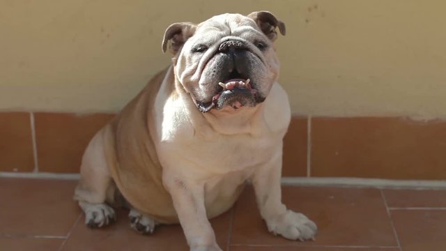 an old bulldog called hemmingway
