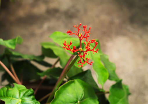Jatropha podagrica or tartogo