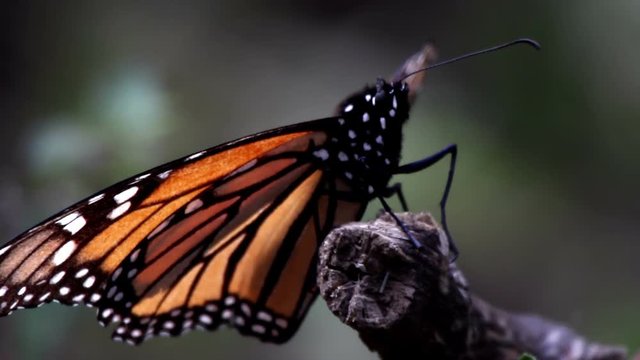 the amazing monarch butterfly sanctuary in mexico