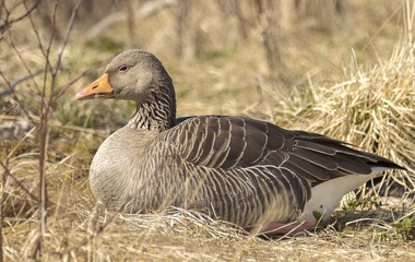 Greylag goose. It is present in Iceland from April to October, it brings eggs 4-7 between May and early July