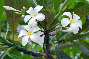 Obraz na płótnie Canvas Plumeria flowers on tree (Other names are frangipani, Apocynacea