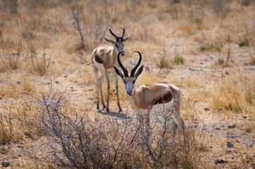 Naklejka na ściany i meble Two springbok in the Etosha National Park, Namibia