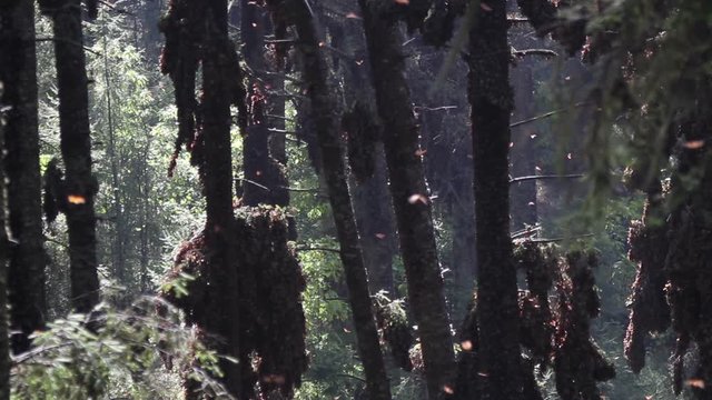 the amazing monarch butterfly sanctuary in mexico