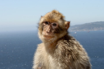 Macaco posando en el mar