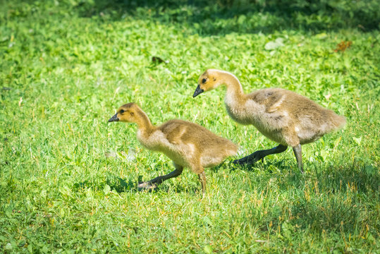 Canada goslings motor along in spring grass.  Baby Canada geese look in search of food with their parents close by near the Ottawa River.