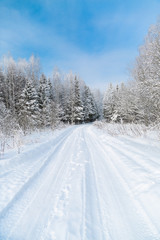 The snowy forest in January