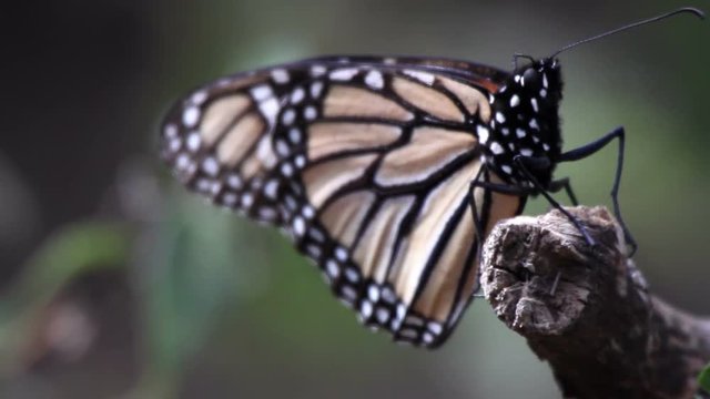 millions of monarch butterfly in a sanctuary