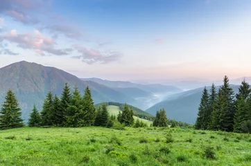 Cercles muraux Été Summer landscape with fir forest in mountains