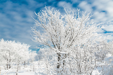 The snowy trees in January