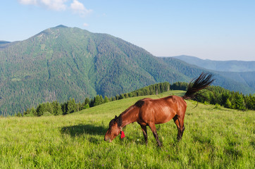 Obraz premium Brown horse in a pasture in the mountains