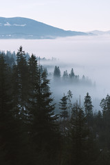 Mountain landscape with fir forest and fog