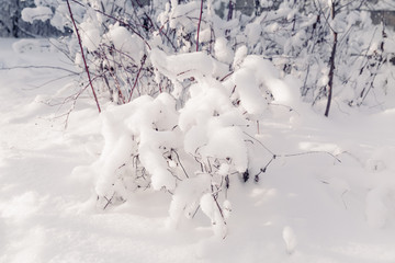 The snowy trees in January