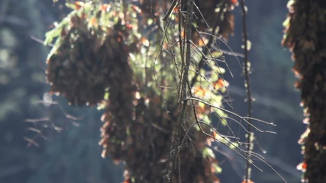 the amazing monarch butterfly sanctuary in mexico