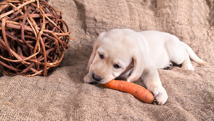 labrador puppy is eating carrot