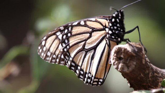 millions of monarch butterfly in a sanctuary