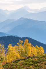Autumn Landscape with birch forest in the mountains of Georgia