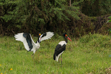 Saddlebills on the shores of Hawassa Lake