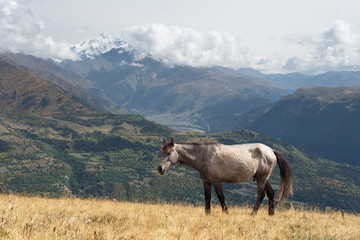 Fototapeta premium Grey horse in a pasture in the mountains of Georgia