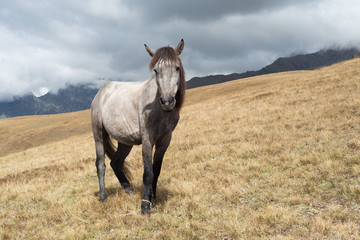 Grey horse in the mountains