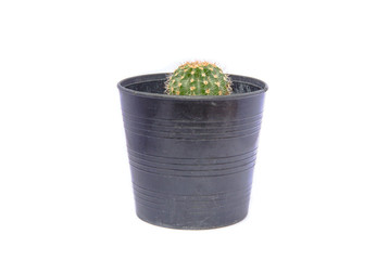 Small green cactus in a flower pot