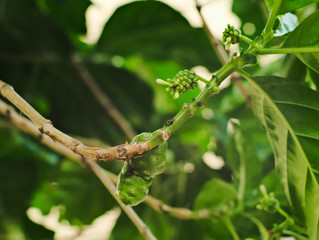 Great morinda, Tahitian noni, Indian mulberry, or Beach mulberry
