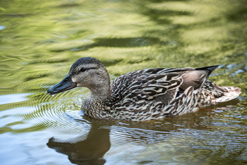 Female Mallard duck (Anas platyrhynchos) swims along, past the camera, edge of the Ottawa river.  Meets with other ducks in spring and summer mating season.